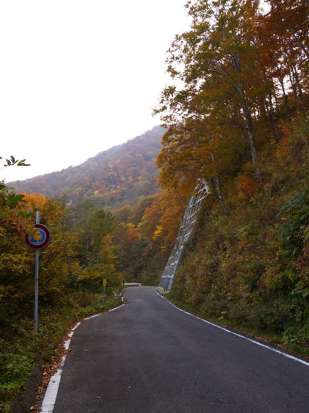 上の方の紅葉と林道の図