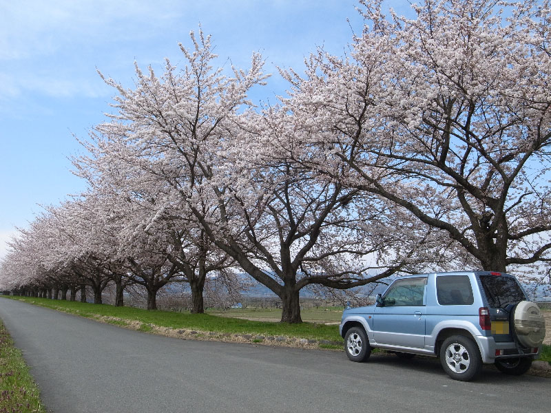 寒河江川河畔の桜並木