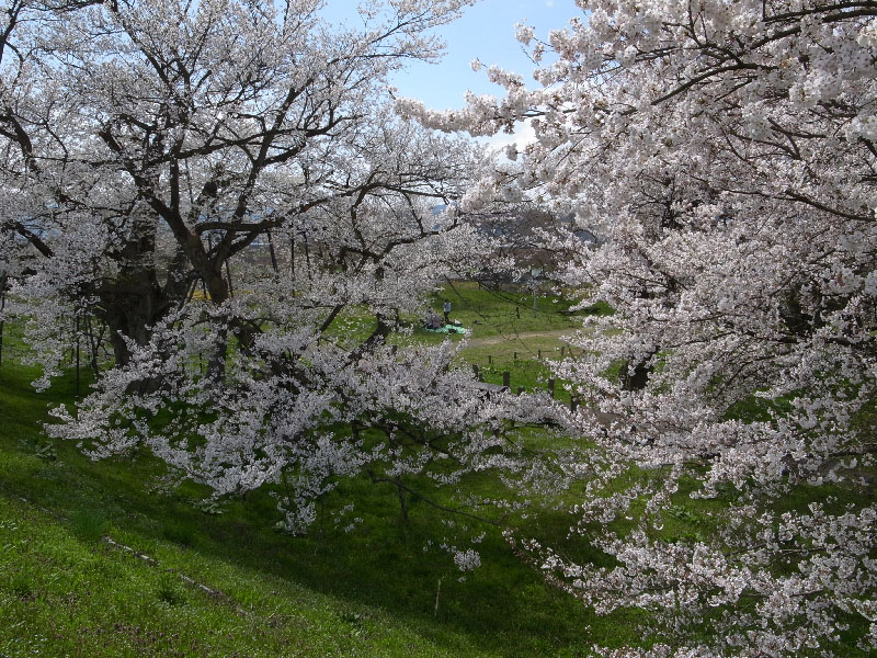 達磨寺の桜