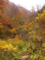 紅葉に比して道はわかりづらかった