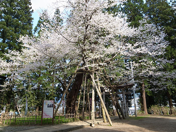 荒砥の八乙女種まき桜