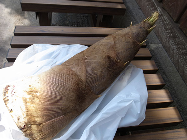 f:id:fukenko:20180516114043j:plain