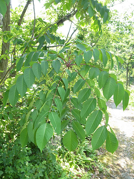河島山のウルシ