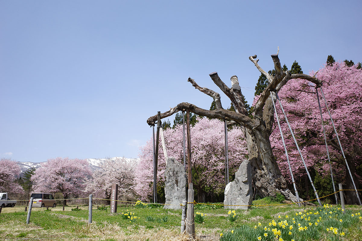 勝弥桜と枯れた釜の越桜