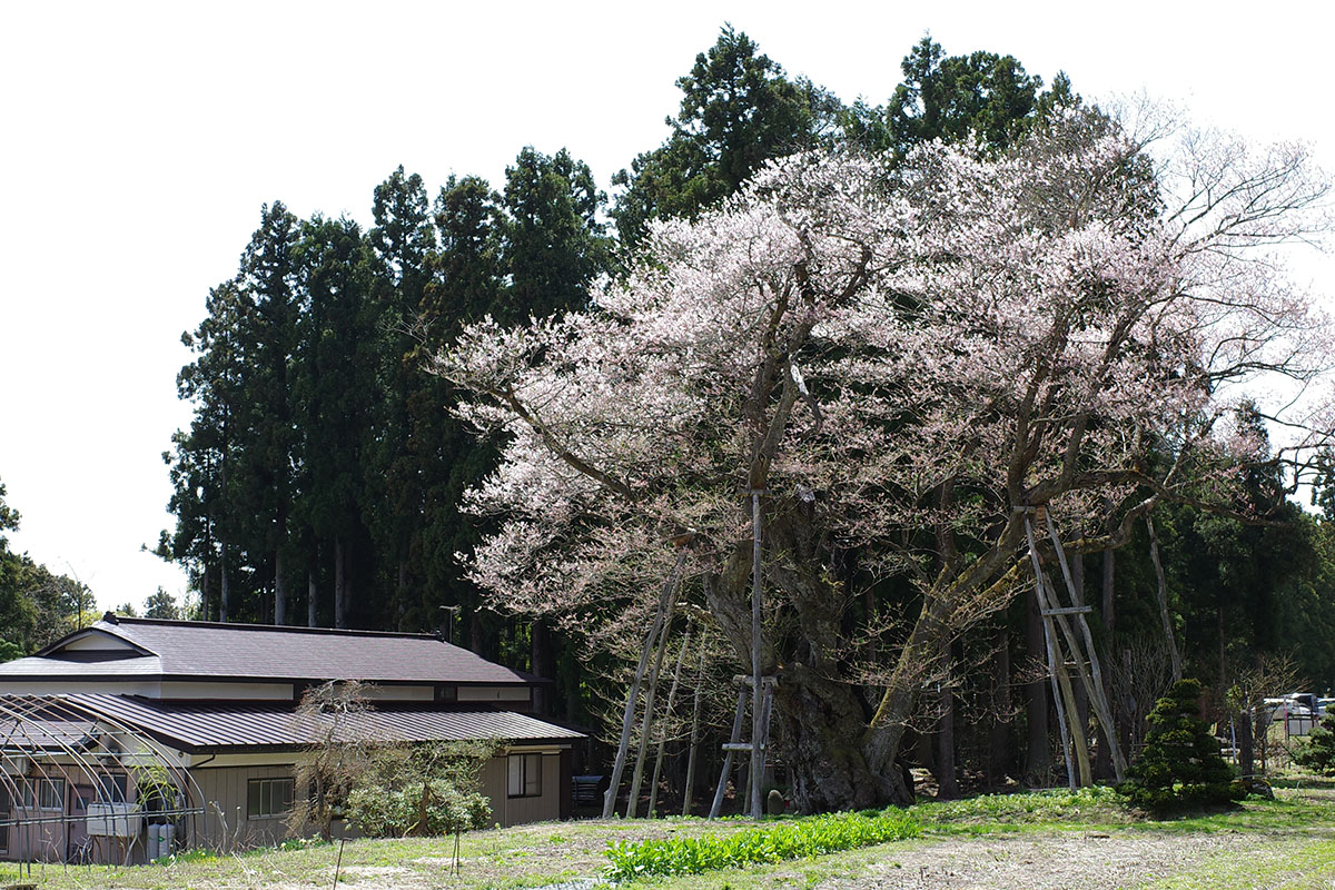 このアングルがいい草岡の大明神桜