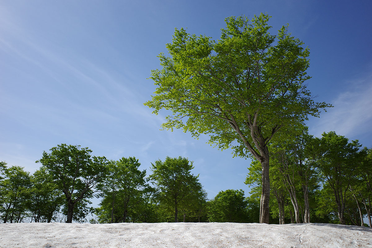 f:id:fukenko:20190526080819j:plain f:id:fukenko:20190526080819j:plain