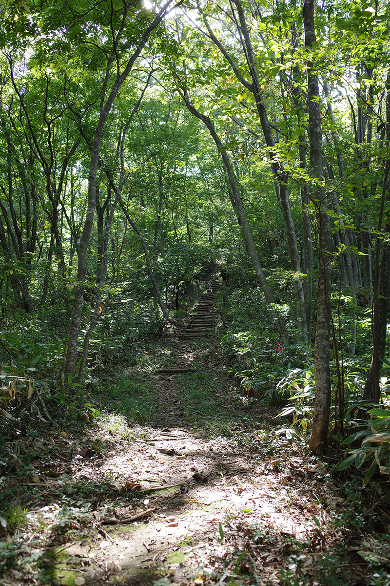 登山道というより遊歩道です