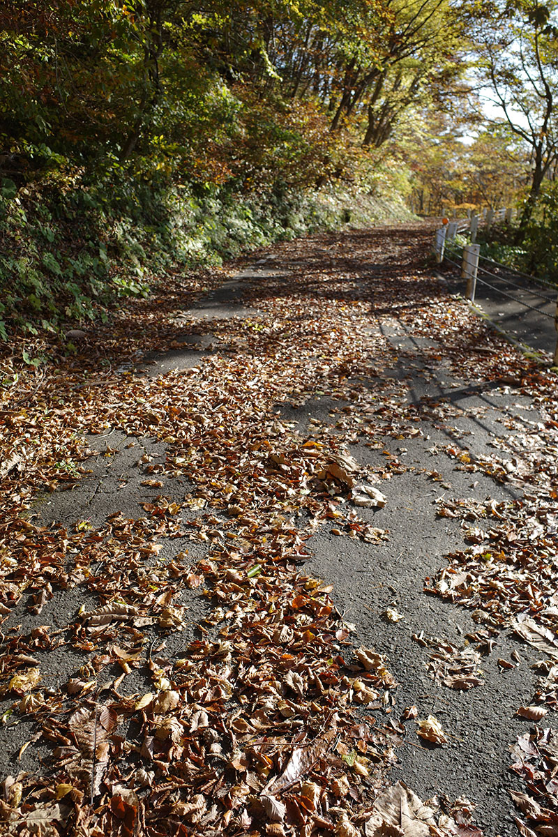 落ち葉散らばる国道286号線