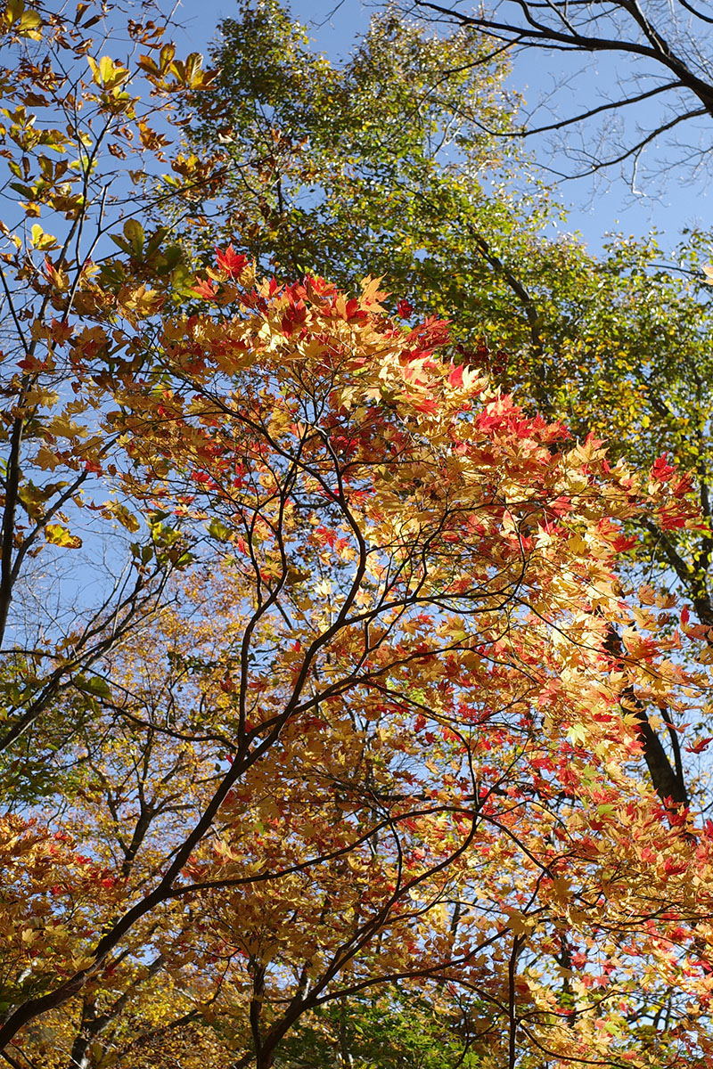 紅葉まだ楽しめました