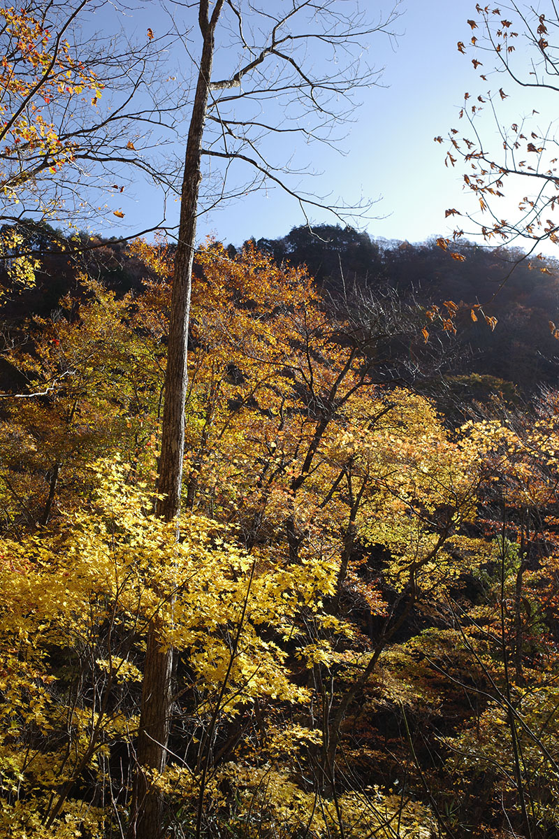 紅葉まだ楽しめましたその２