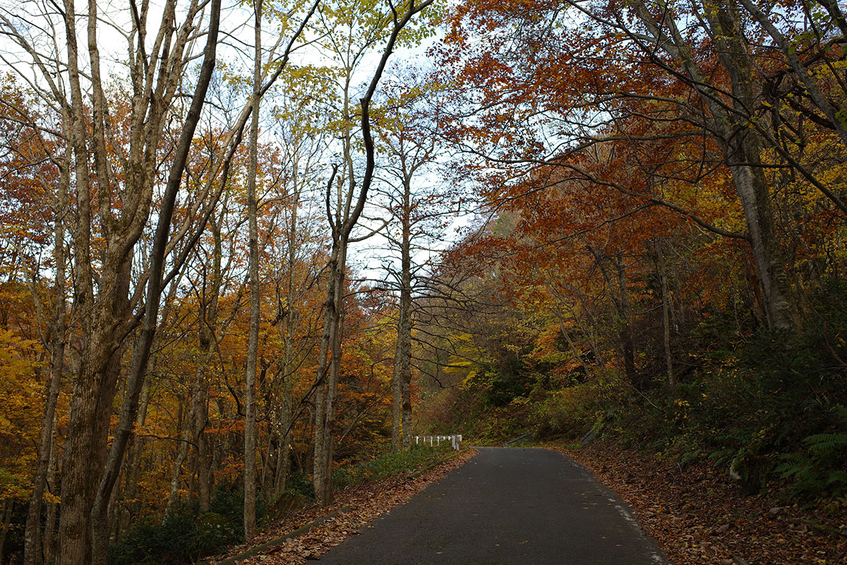 二口峠中腹の紅葉
