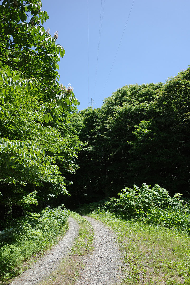 ブナの森遊歩道手前の作業道