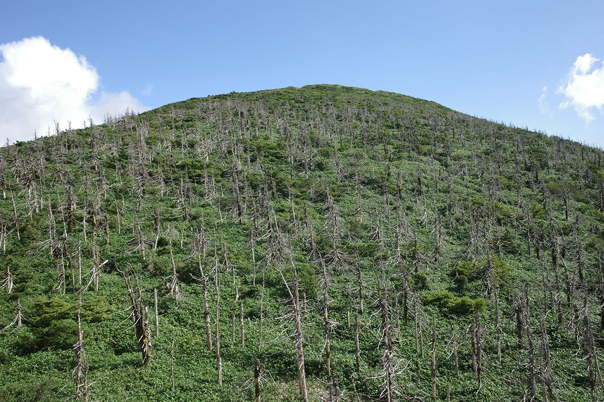 枯れ木も山の賑わいというが