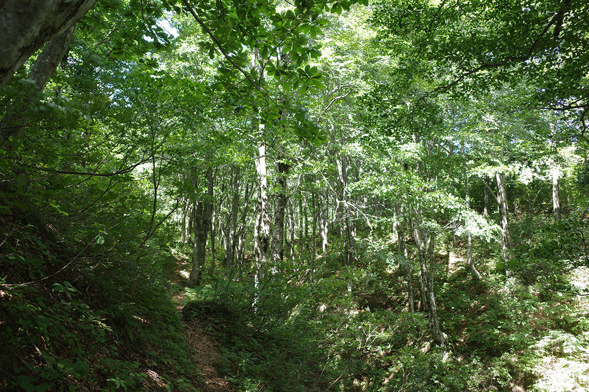 f:id:fukenko:20200908101950j:plain f:id:fukenko:20200908101950j:plain