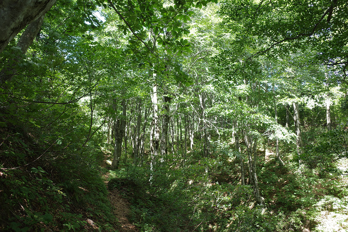 与蔵峠のブナ林