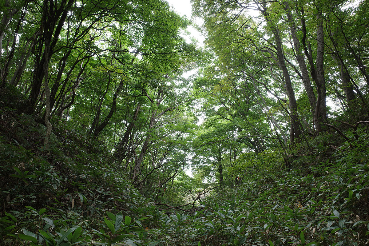 f:id:fukenko:20201005064549j:plain f:id:fukenko:20201005064549j:plain