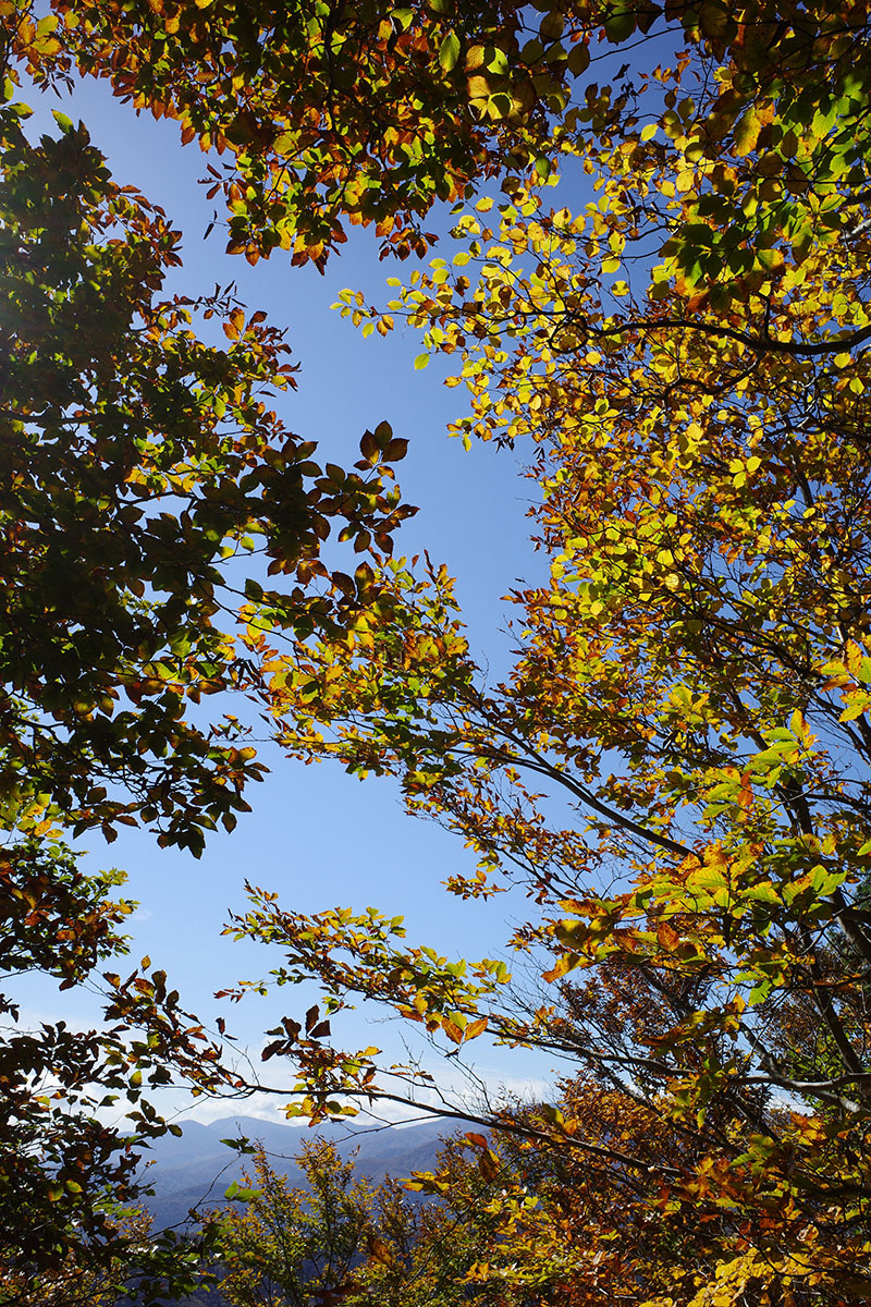 山頂のぼちぼち進んだ紅葉