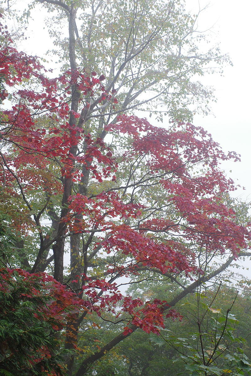 f:id:fukenko:20201020092940j:plain