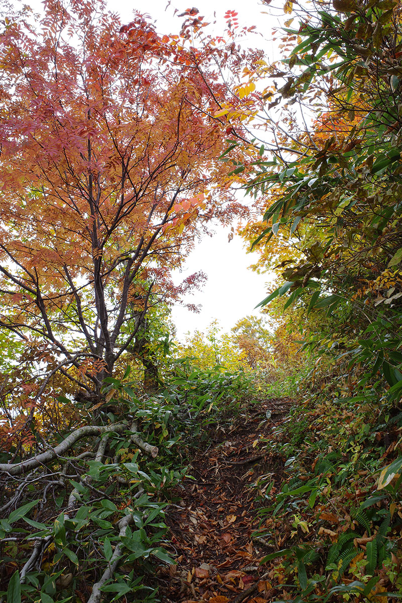 f:id:fukenko:20201020092949j:plain