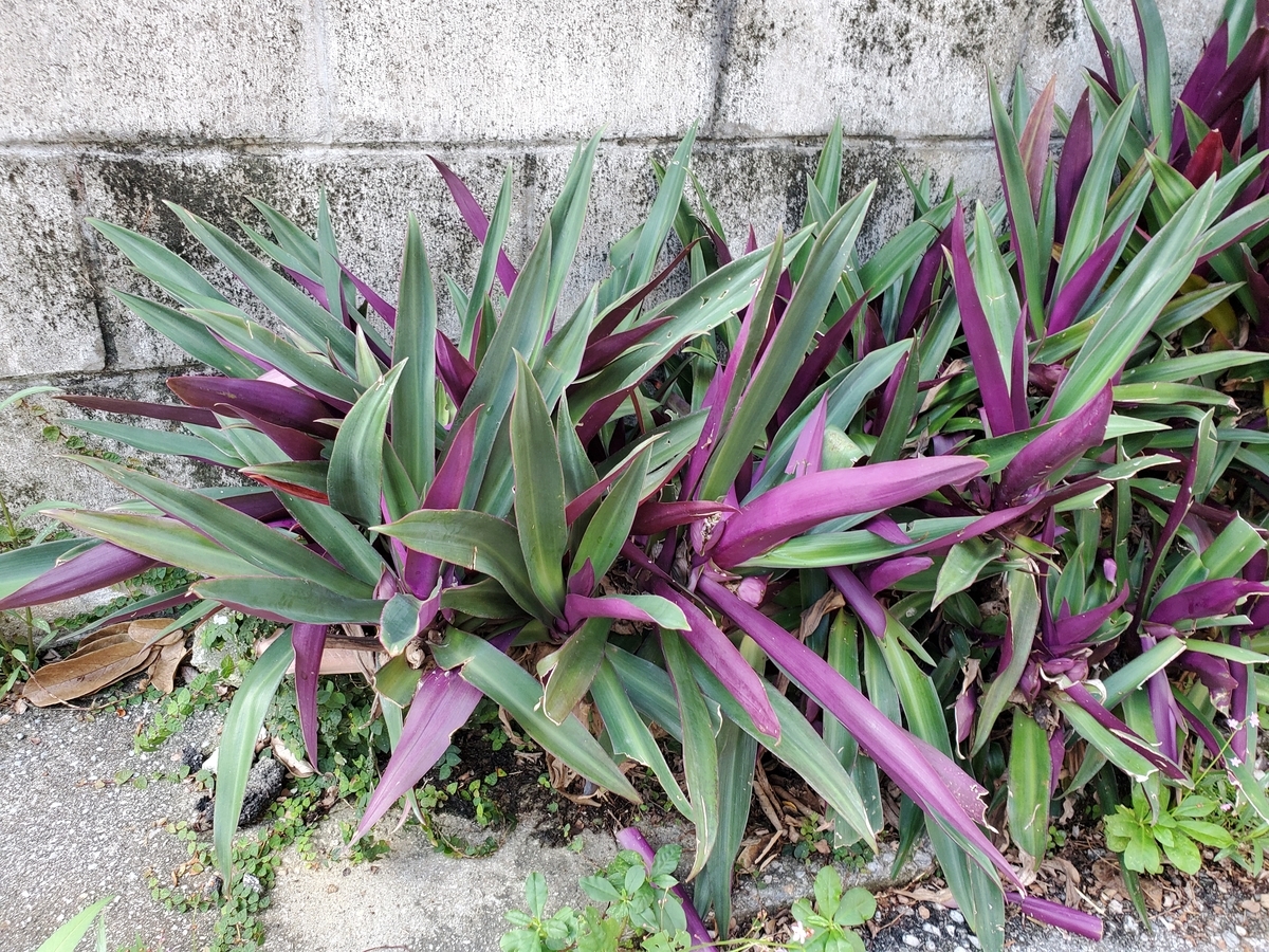 f:id:fuku-taro:20190831172439j:plain f:id:fuku-taro:20190831172439j:plain
