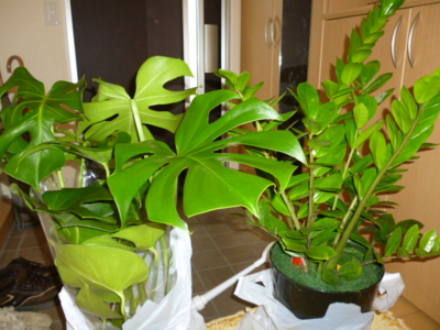 f:id:fuku240:20110704133933j:image f:id:fuku240:20110704133933j:image