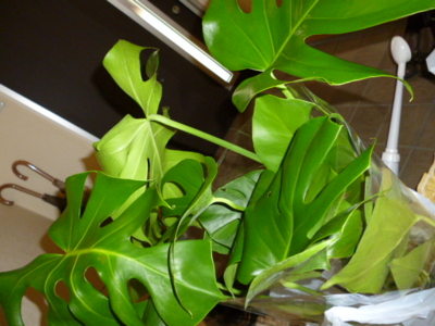 f:id:fuku240:20110704133934j:image f:id:fuku240:20110704133934j:image