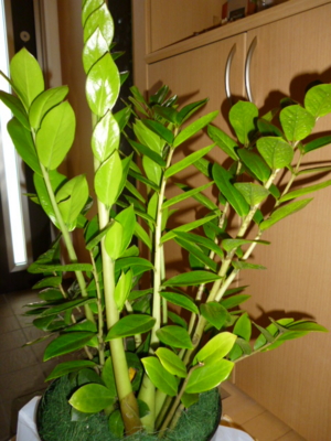 f:id:fuku240:20110704133935j:image f:id:fuku240:20110704133935j:image