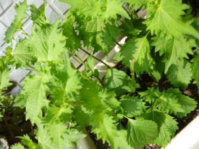 f:id:fuku240:20110704133937j:image f:id:fuku240:20110704133937j:image