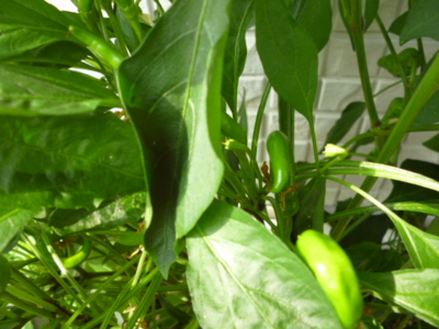 f:id:fuku240:20110704133938j:image f:id:fuku240:20110704133938j:image