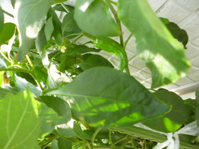f:id:fuku240:20110704133939j:image f:id:fuku240:20110704133939j:image