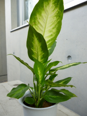 f:id:fuku240:20110704133942j:image f:id:fuku240:20110704133942j:image
