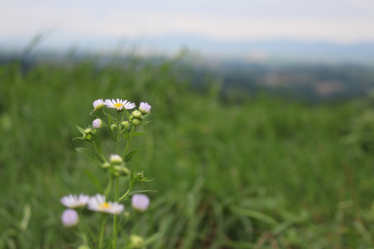 f:id:fuku93:20190807124922j:plain