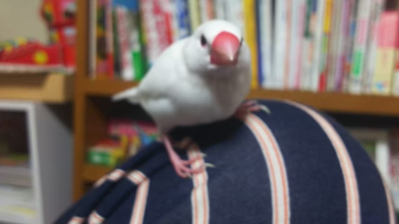 f:id:fukuchanel33:20210627195423j:plain