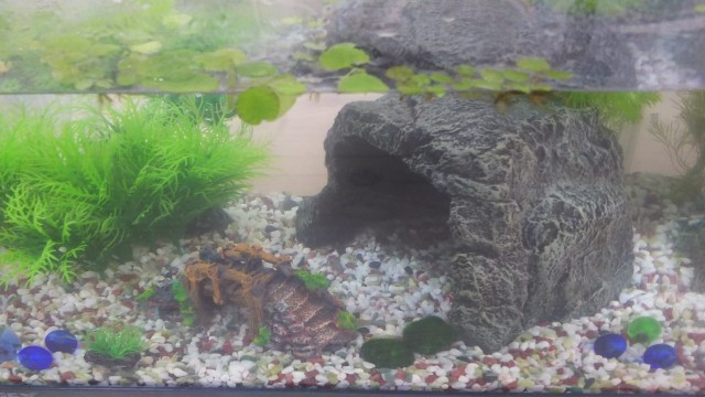 f:id:fukuchanel33:20210716233629j:image