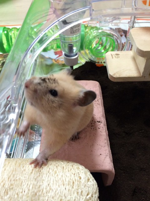 f:id:fukuchanel33:20210718203643j:image