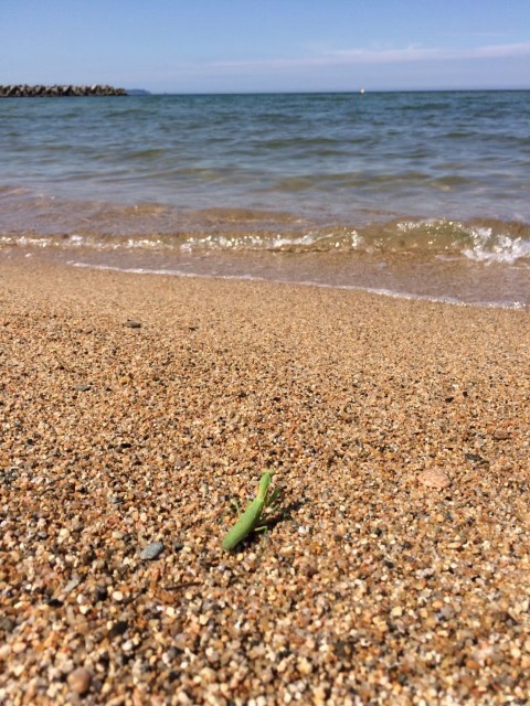 f:id:fukuchanel33:20210827075010j:image