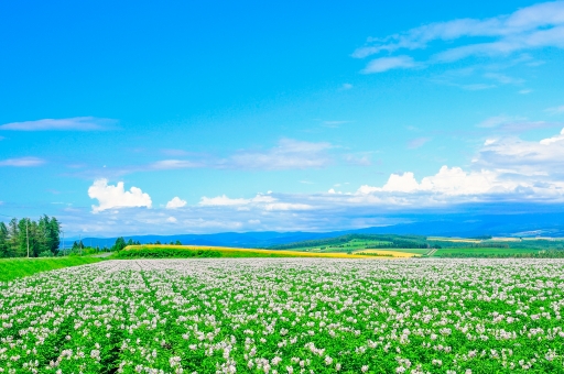 f:id:fukufuku813:20190608224142j:plain
