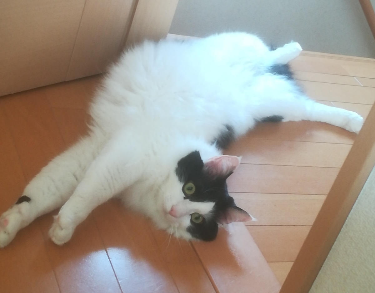 f:id:fukufukudo:20210116125932j:plain