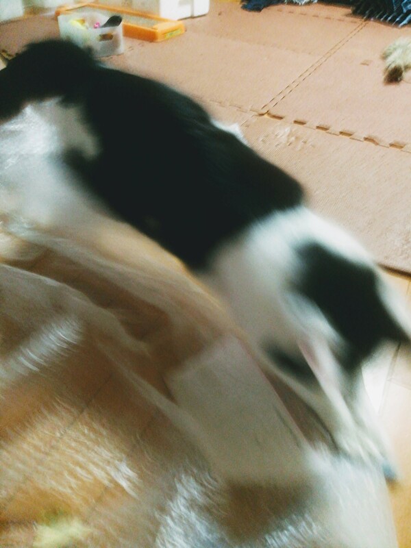 f:id:fukufukudo:20210117211159j:plain