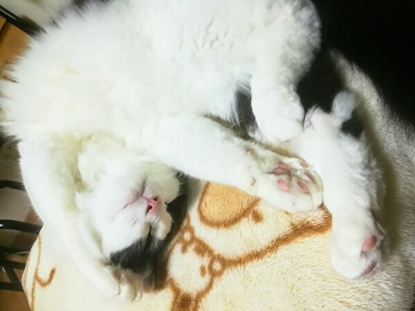 f:id:fukufukudo:20210120142650j:plain