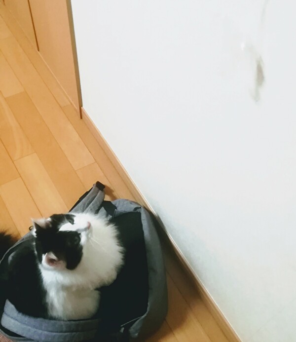 f:id:fukufukudo:20210120142735j:plain