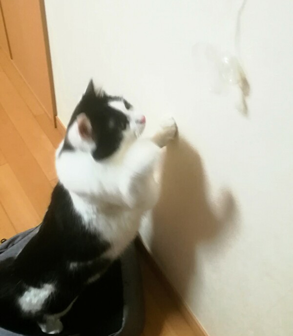 f:id:fukufukudo:20210120142757j:plain