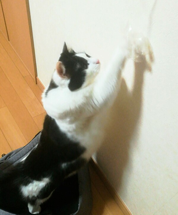 f:id:fukufukudo:20210120142818j:plain