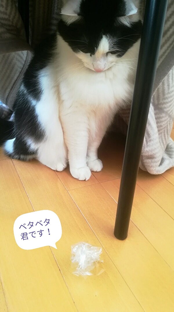 f:id:fukufukudo:20210120150343j:plain