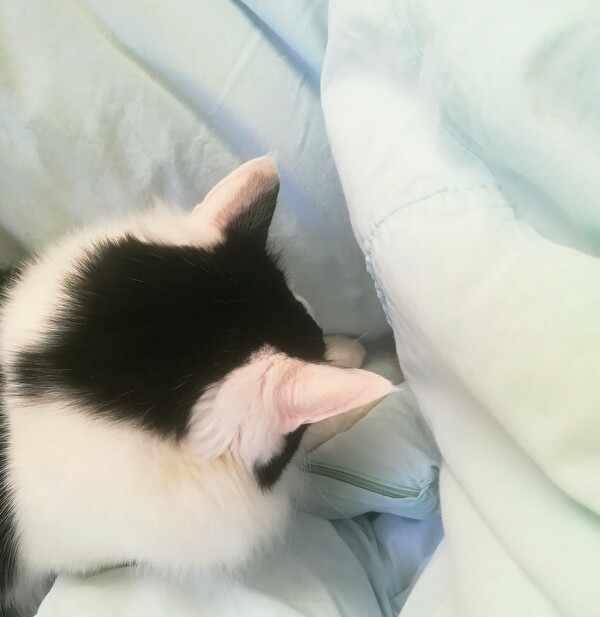 f:id:fukufukudo:20210121205231j:plain