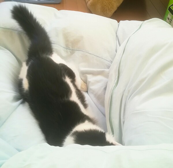 f:id:fukufukudo:20210121205344j:plain