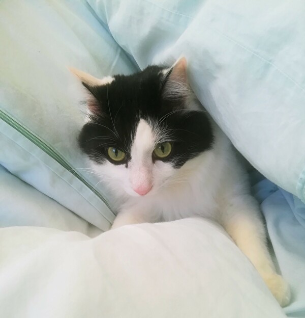 f:id:fukufukudo:20210121205435j:plain