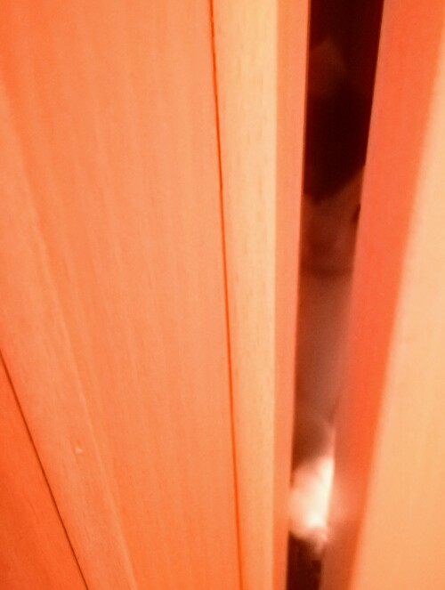 f:id:fukufukudo:20210124165830j:plain