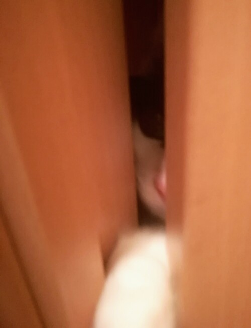 f:id:fukufukudo:20210124165851j:plain