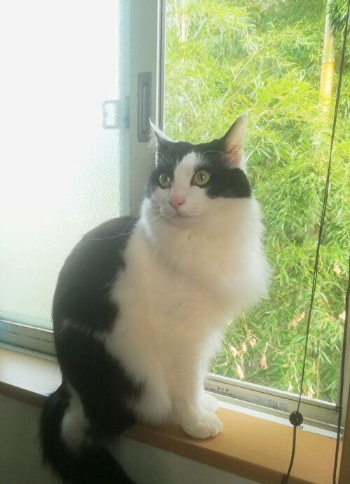 f:id:fukufukudo:20210124170033j:plain